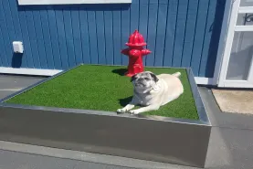 For the Fur Babies